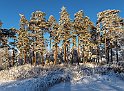 Vinter träd